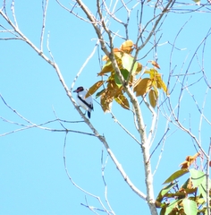 Tityra semifasciata