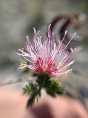 Calliandropsis nervosa