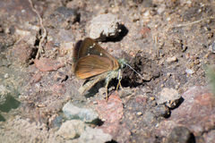 Piruna pirus