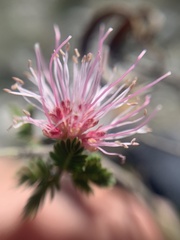 Calliandropsis nervosa