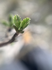 Calliandropsis nervosa