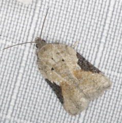 Acleris simpliciana