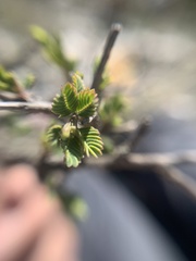 Calliandropsis nervosa