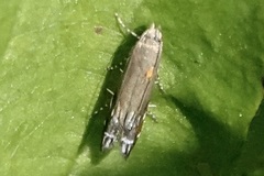 Anacampsis levipedella