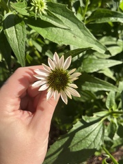 Echinacea purpurea