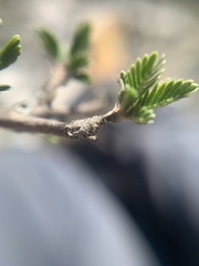 Calliandropsis nervosa