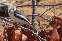 Prionops plumatus poliocephalus