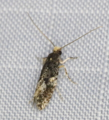 Monopis marginistrigella