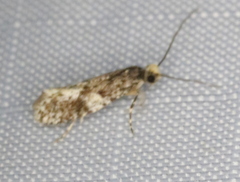 Monopis marginistrigella