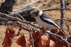 Prionops plumatus poliocephalus