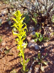 Stackhousia muricata