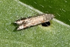Anacampsis levipedella