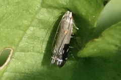 Anacampsis levipedella