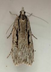 Scoparia indistinctalis