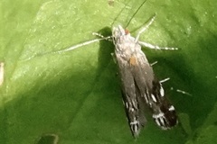 Anacampsis levipedella