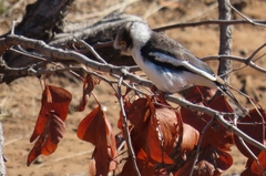 Prionops plumatus poliocephalus