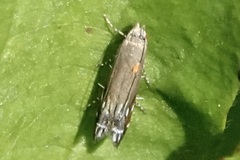 Anacampsis levipedella