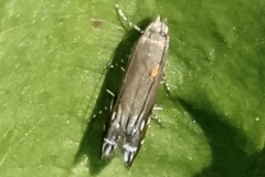 Anacampsis levipedella