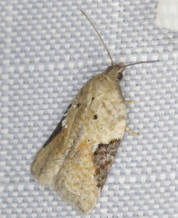 Acleris simpliciana