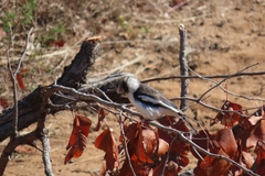 Prionops plumatus poliocephalus