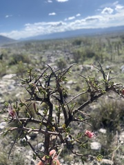 Calliandropsis nervosa
