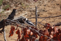 Prionops plumatus poliocephalus