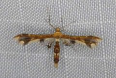Geina tenuidactylus