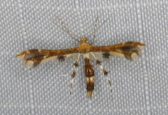 Geina tenuidactylus
