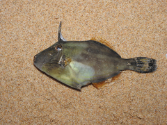 Meuschenia freycineti