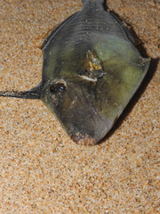 Meuschenia freycineti