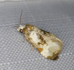 Phalonidia memoranda