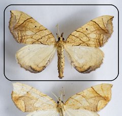 Eulithis gracilineata