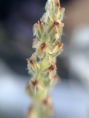Plantago nivea