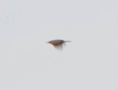 Thryomanes bewickii