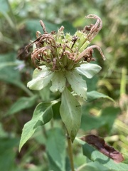 Monarda stipitatoglandulosa