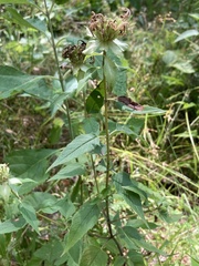 Monarda stipitatoglandulosa