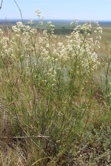 Galium hexanarium
