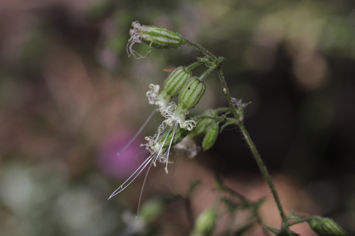 Image of Lemmon's Catchfly (Silene lemmonii) by (c) Nicholas Wei, some rights reserved (CC BY-SA)