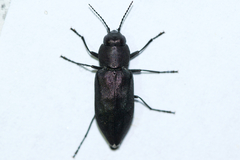 Melanophila acuminata