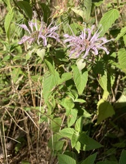 Monarda stipitatoglandulosa