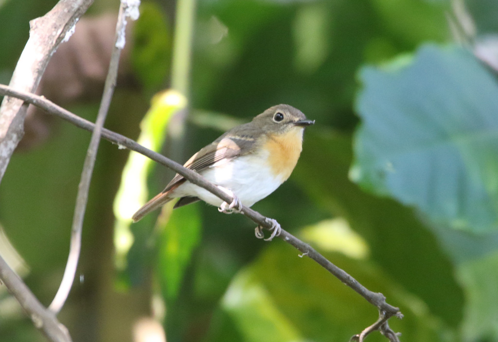 Rufous-Chested Flycatcher