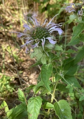 Monarda stipitatoglandulosa