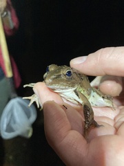 Lithobates palustris