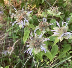 Monarda stipitatoglandulosa