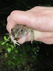Lithobates palustris