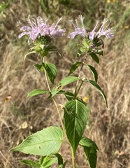 Monarda stipitatoglandulosa