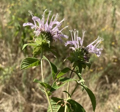 Monarda stipitatoglandulosa
