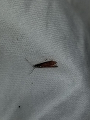 Varneria postremella