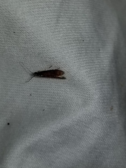 Varneria postremella