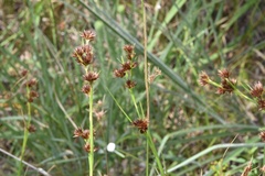 Rhynchospora glomerata angusta